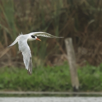 Rybitwa kalifornijska - Elegant Tern