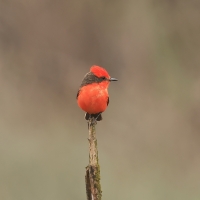 Żarek rubinowy - Vermilion Flycatcher