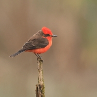 Żarek rubinowy - Vermilion Flycatcher