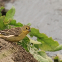 Szafranka peruwiańska - Raimondi's Yellow-Finch