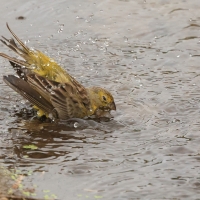 Szafranka peruwiańska - Raimondi's Yellow-Finch