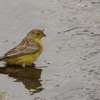 Szafranka peruwiańska - Raimondi's Yellow-Finch
