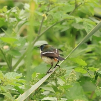 Tęczak - Many-colored Rush-Tyrant