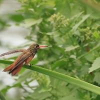 Szmaragdzik zielony - Amazilia Hummingbird
