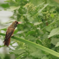 Szmaragdzik zielony - Amazilia Hummingbird