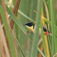 Teczak, Tachuris rubrigastra, Many-colored Rush-Tyrant