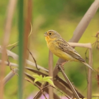 Szafranka peruwiańska , Sicalis raimondii, Raimondi's Yellow-Finch