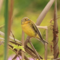 Szafranka peruwiańska - Raimondi's Yellow-Finch