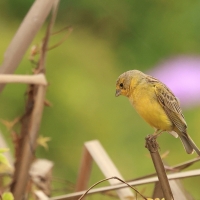 Szafranka peruwiańska - Raimondi's Yellow-Finch