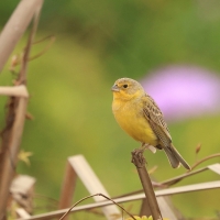 Szafranka peruwiańska - Raimondi's Yellow-Finch