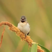 Ziarnojadek rudobrody - Chestnut-throated Seedeater