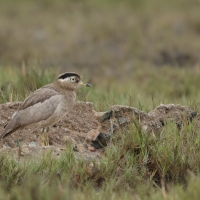 Kulon peruwiański - Peruvian Thick-knee