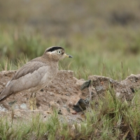 Kulon peruwiański - Peruvian Thick-knee