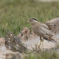 Kulon peruwiański - Peruvian Thick-knee