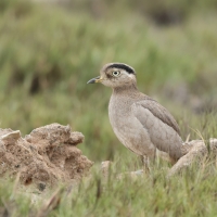 Kulon peruwianski, Hesperoburhinus superciliaris