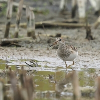 Biegus arktyczny - Pectoral Sandpiper