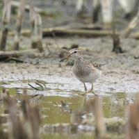 Biegus arktyczny - Pectoral Sandpiper