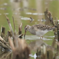 Biegus arktyczny - Pectoral Sandpiper