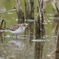 Biegus karłowaty - Calidris minutilla - Least Sandpiper