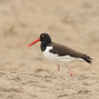 Ostrygojad brunatny - American Oystercatcher