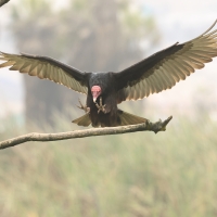 Sępnik różowogłowy, Cathartes aura, Turkey Vulture
