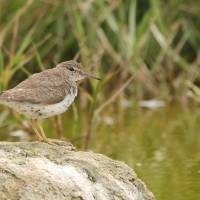 Brodziec plamisty, Actitis macularius, Spotted Sandpiper