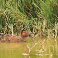 Cynamonka, Spatula cyanoptera, Cinnamon Teal
