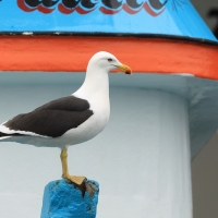 Mewa południowa - Larus dominicanus - Kelp Gull