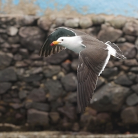 Mewa pręgosterna - Band-tailed Gull