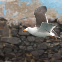 Mewa pręgosterna - Band-tailed Gull