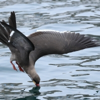 Rybitwa wąsata, Larosterna inca, Inca Tern