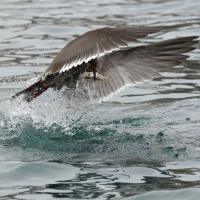 Rybitwa wąsata - Inca Tern