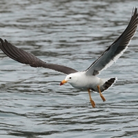 Mewa pręgosterna - Band-tailed Gull