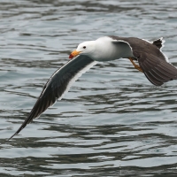 Mewa pręgosterna - Band-tailed Gull