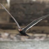 Rybitwa wąsata - Inca Tern