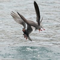 Rybitwa wąsata - Inca Tern