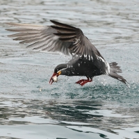 Rybitwa wąsata - Inca Tern