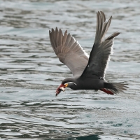 Rybitwa wąsata - Inca Tern