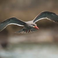 Rybitwa wąsata - Inca Tern