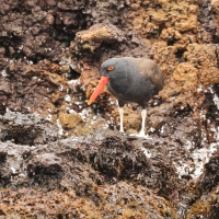 Ostrygojad brunatny - American Oystercatcher