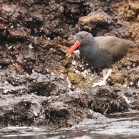 Ostrygojad brunatny - American Oystercatcher