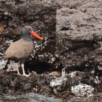 Ostrygojad brunatny - American Oystercatcher