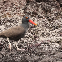 Ostrygojad brunatny - American Oystercatcher