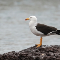 Mewa pręgosterna - Band-tailed Gull