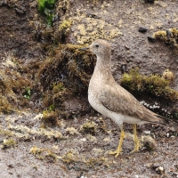 Brzegowiec - Surfbird