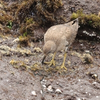 Brzegowiec - Surfbird