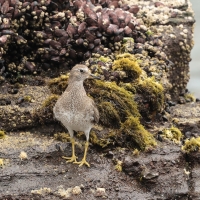 Brzegowiec - Surfbird