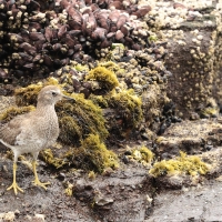 Brzegowiec - Surfbird