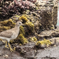 Brzegowiec - Surfbird