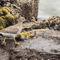 Brzegowiec, Calidris virgata, Surfbird